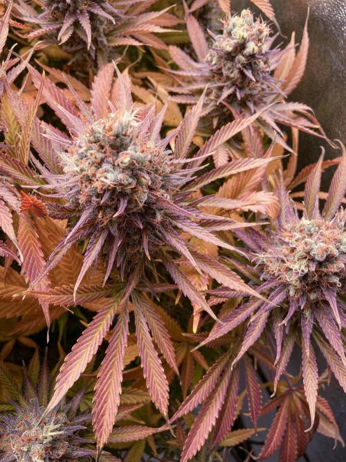 Bubble Gum 🍬 Sweet Green Evolution. Week 16