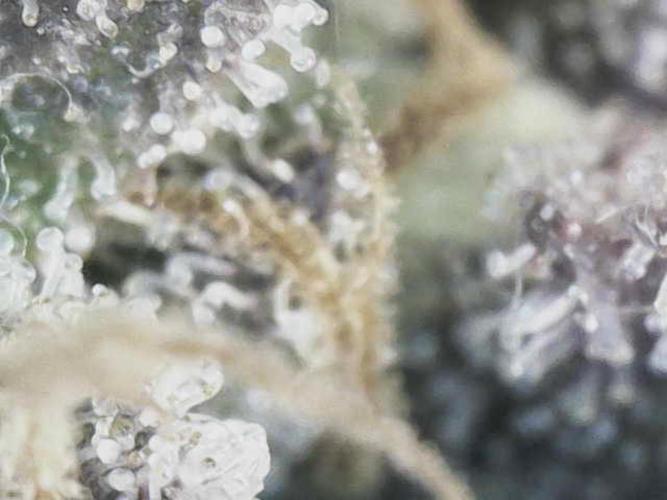 Bubble Gum 🍬 Sweet Green Evolution. Week 16