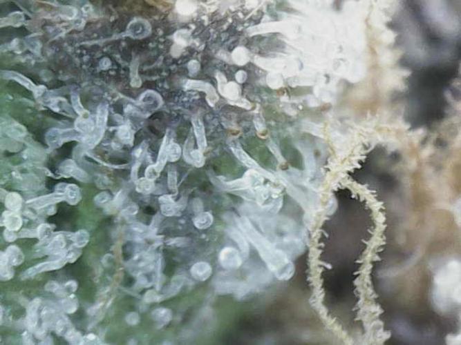 Bubble Gum 🍬 Sweet Green Evolution. Week 16