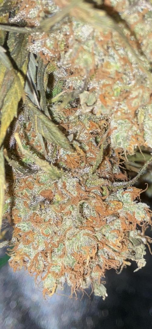 Bubble Gum 🍬 Sweet Green Evolution. Week 16