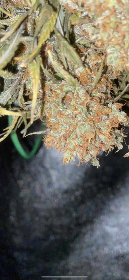 Bubble Gum 🍬 Sweet Green Evolution. Week 16