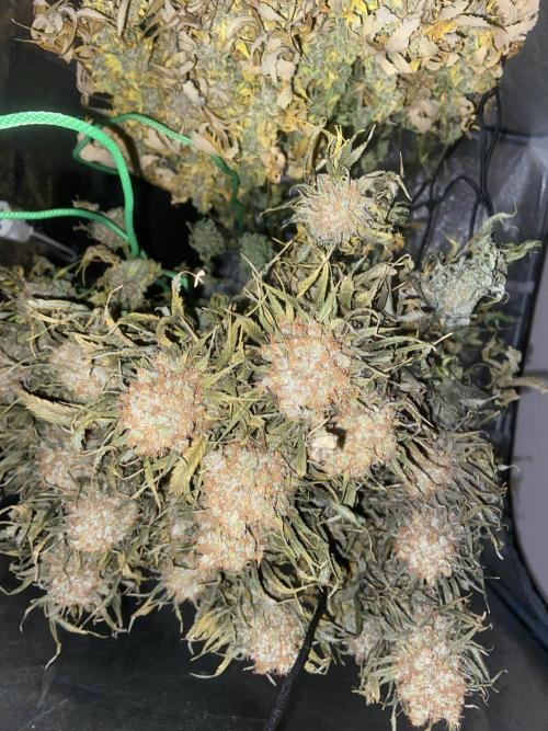 Bubble Gum 🍬 Sweet Green Evolution. Week 16