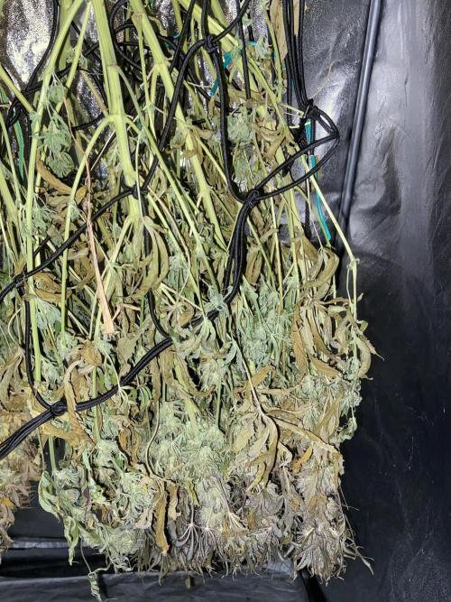 Bubble Gum 🍬 Sweet Green Evolution. Week 16