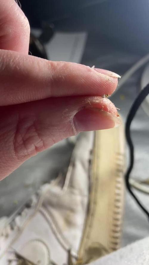 Bubble Gum 🍬 Sweet Green Evolution