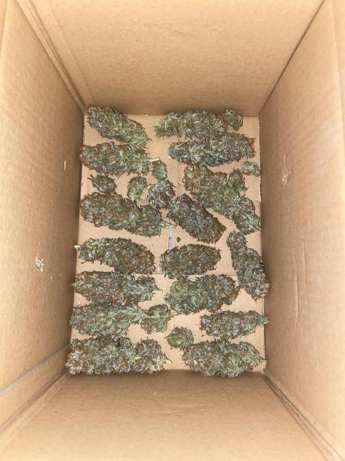 Bubble Gum 🍬 Sweet Green Evolution. Week 16