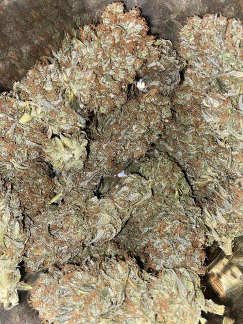 Bubble Gum 🍬 Sweet Green Evolution. Week 16