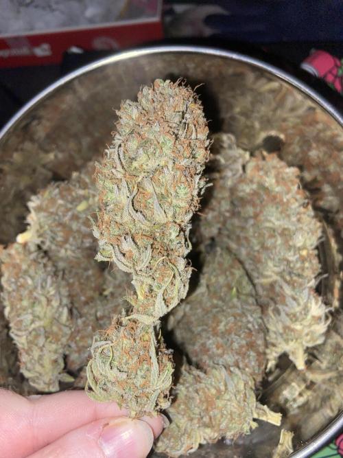 Bubble Gum 🍬 Sweet Green Evolution. Week 16