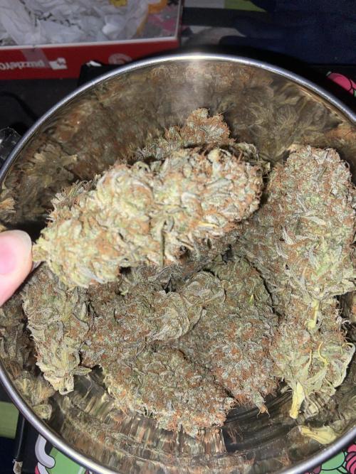 Bubble Gum 🍬 Sweet Green Evolution. Week 16