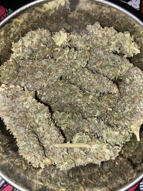 White Russian 💀 Serious Genetics Run. Week 16