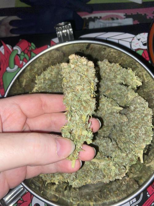 White Russian 💀 Serious Genetics Run. Week 16