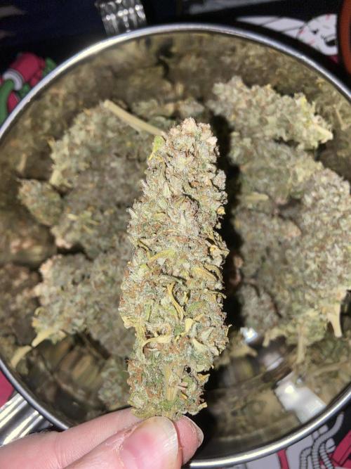 White Russian 💀 Serious Genetics Run. Week 16