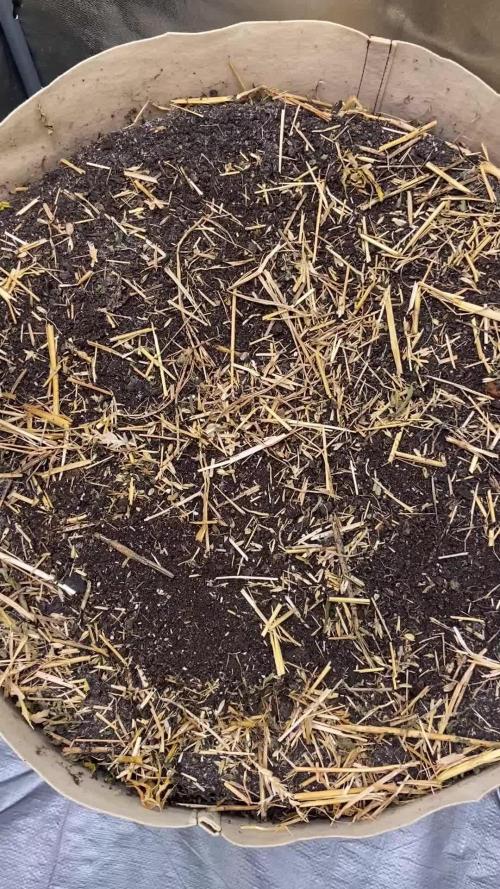Fruity Durban | Living Soil Test