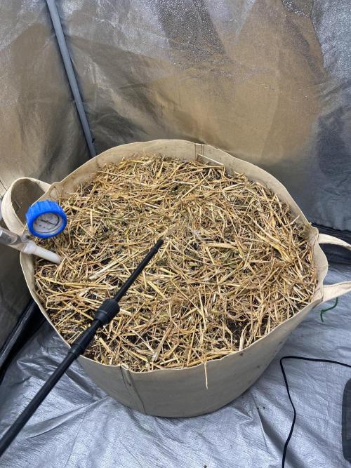 Fruity Durban | Living Soil Test. Week 0