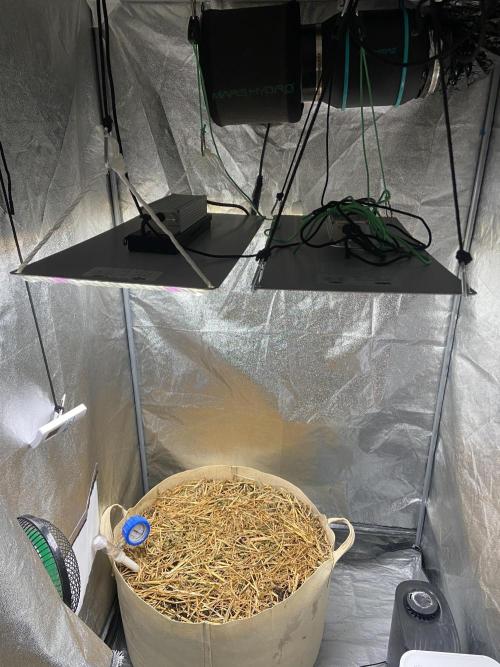 Fruity Durban | Living Soil Test. Week 0
