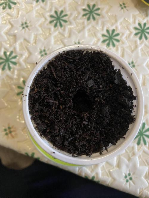 Fruity Durban | Living Soil Test. Week 0