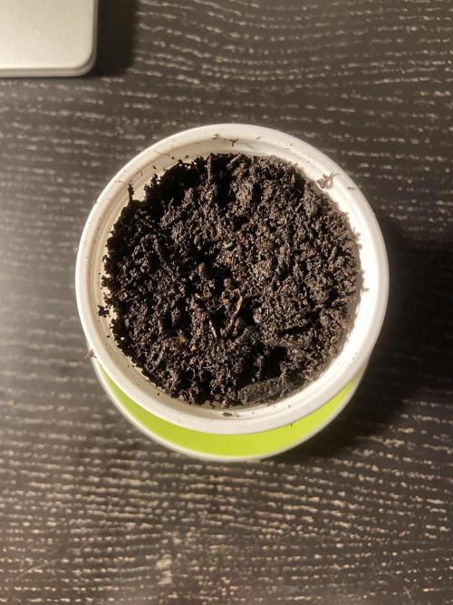 Fruity Durban | Living Soil Test. Week 0