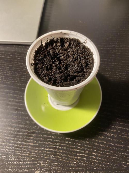Fruity Durban | Living Soil Test. Week 0