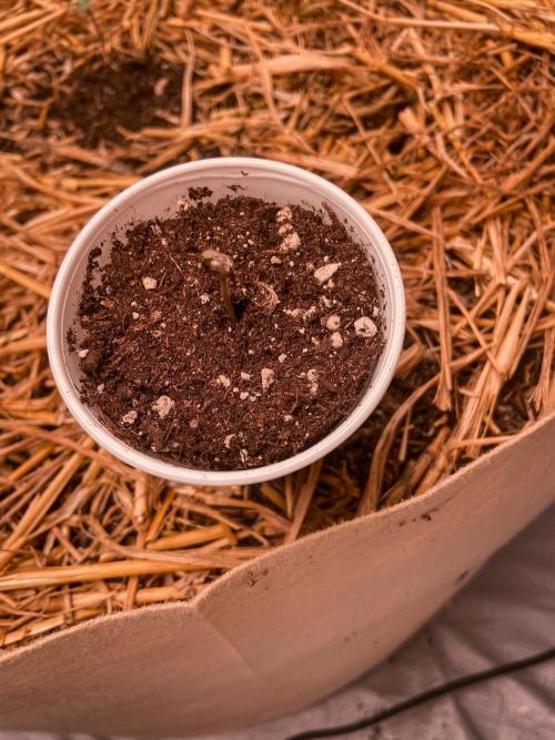 Fruity Durban | Living Soil Test. Week 1