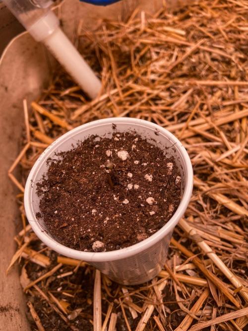 Fruity Durban | Living Soil Test. Week 1