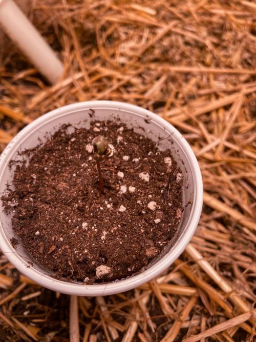 Fruity Durban | Living Soil Test. Week 1