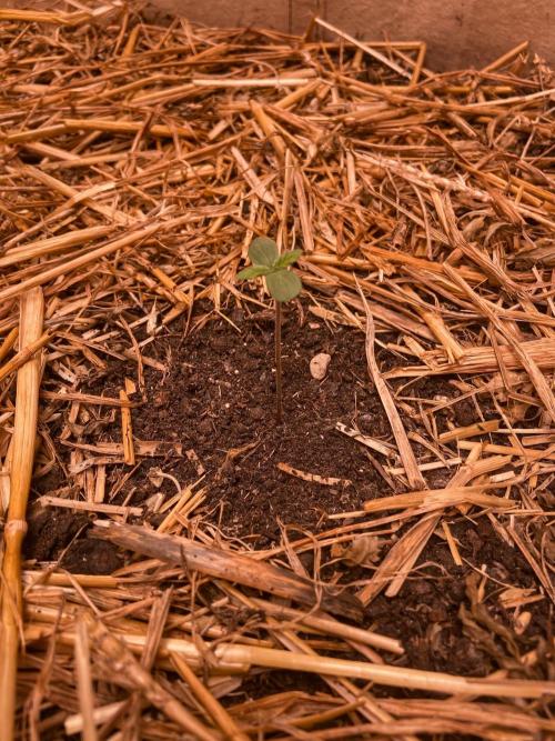 Fruity Durban | Living Soil Test. Week 1