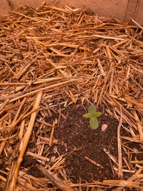Fruity Durban | Living Soil Test. Week 1