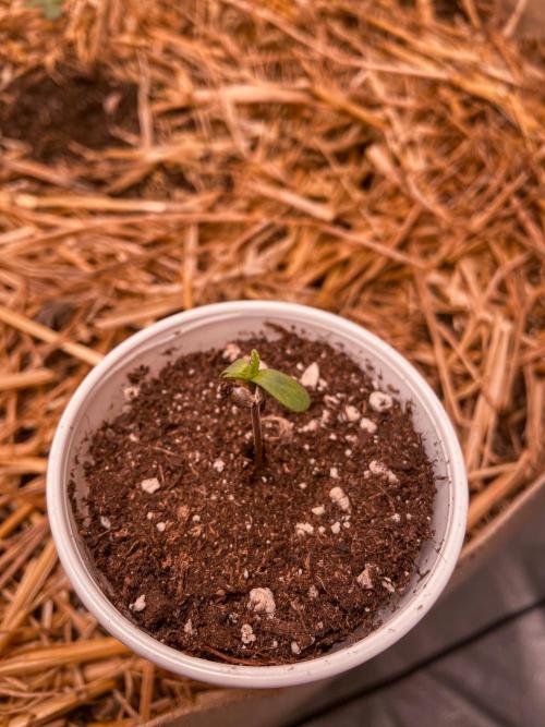 Fruity Durban | Living Soil Test. Week 1