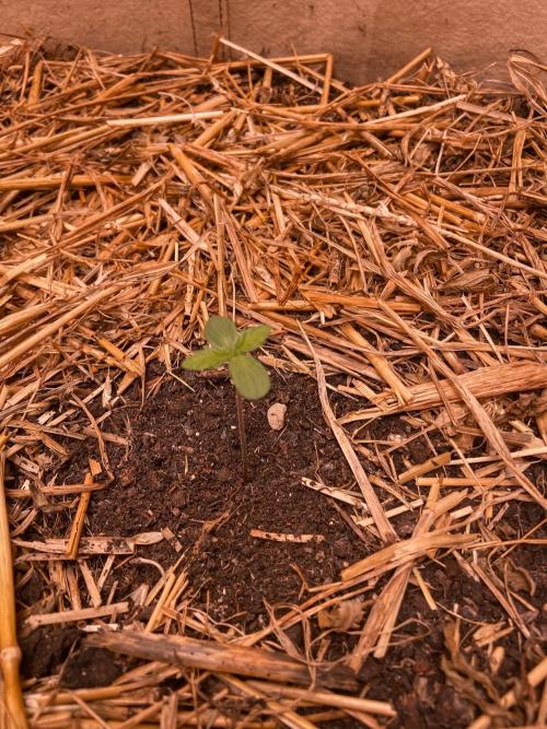 Fruity Durban | Living Soil Test. Week 1
