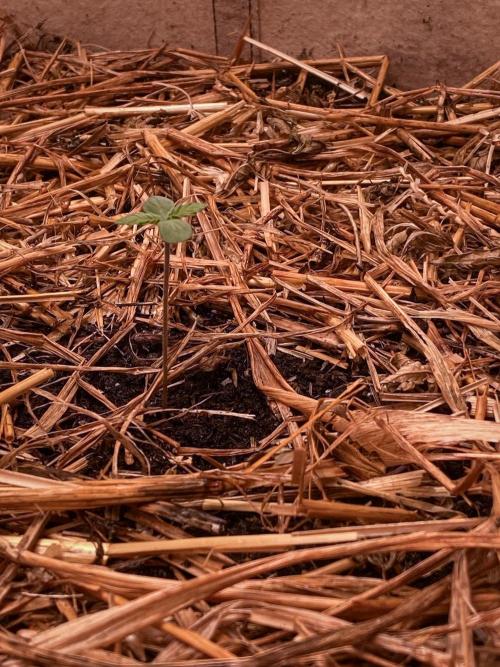 Fruity Durban | Living Soil Test. Week 1
