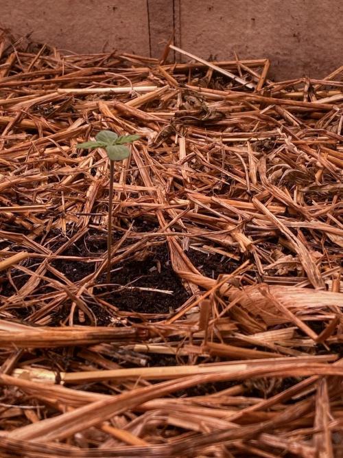 Fruity Durban | Living Soil Test. Week 1