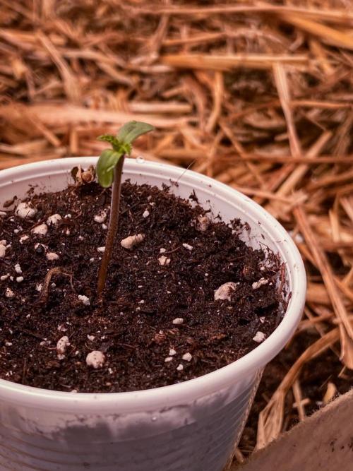 Fruity Durban | Living Soil Test. Week 1