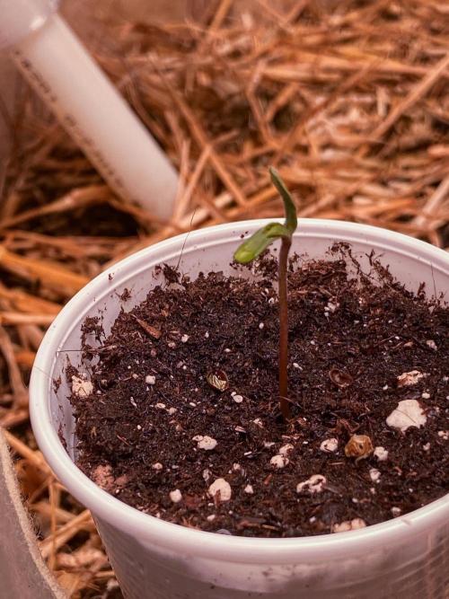 Fruity Durban | Living Soil Test. Week 1