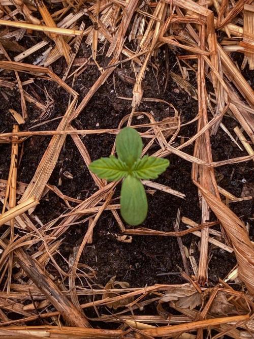 Fruity Durban | Living Soil Test. Week 1