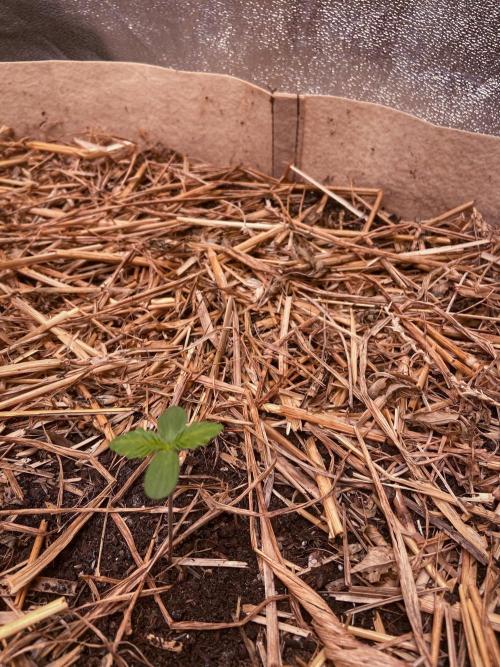 Fruity Durban | Living Soil Test. Week 1