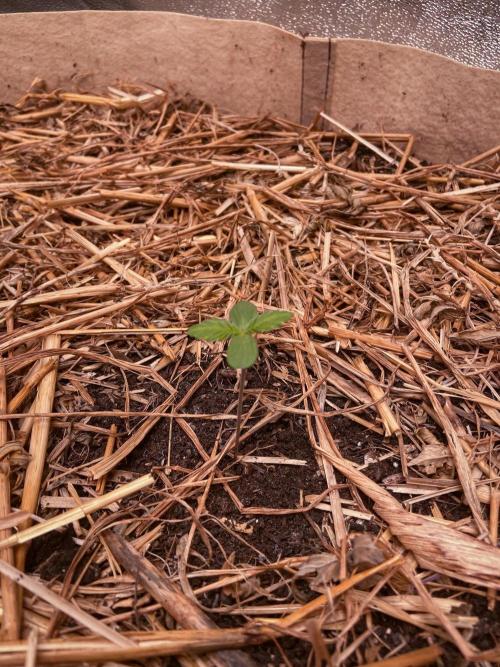 Fruity Durban | Living Soil Test. Week 1