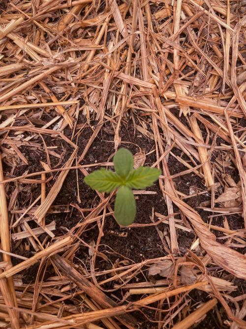 Fruity Durban | Living Soil Test. Week 1