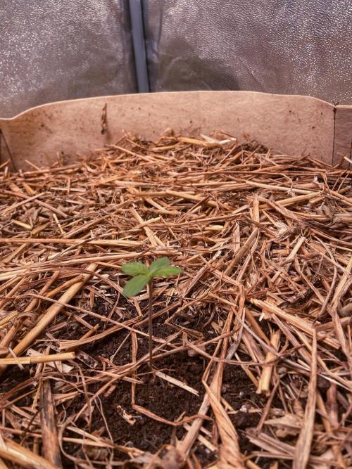 Fruity Durban | Living Soil Test. Week 1