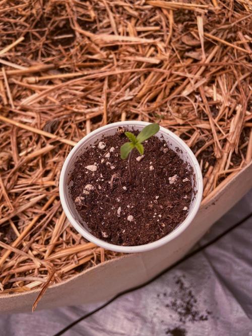 Fruity Durban | Living Soil Test. Week 1