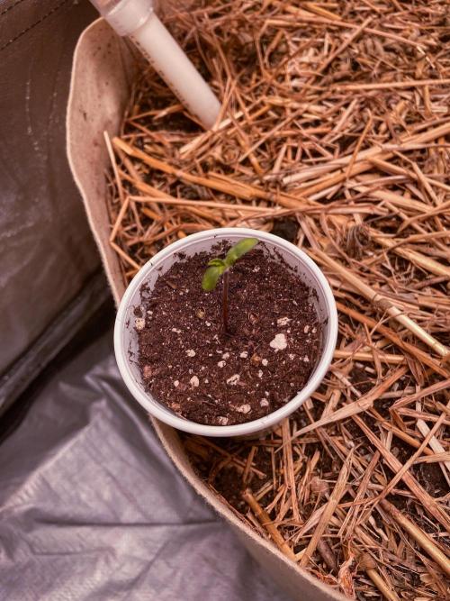 Fruity Durban | Living Soil Test. Week 1