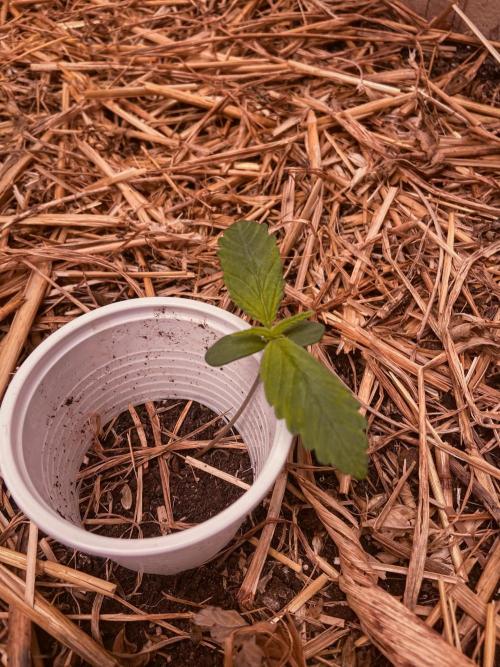 Fruity Durban | Living Soil Test. Week 2 - Day 8
