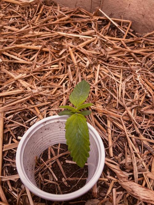 Fruity Durban | Living Soil Test. Week 2 - Day 9