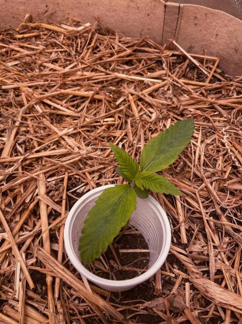 Fruity Durban | Living Soil Test. Week 2 - Day 10