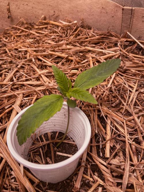 Fruity Durban | Living Soil Test. Week 2 - Day 11