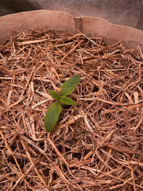 Fruity Durban | Living Soil Test. Week 2 - Day 11