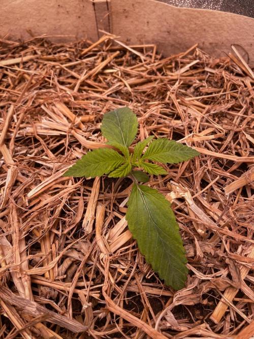 Fruity Durban | Living Soil Test. Week 2 - Day 12