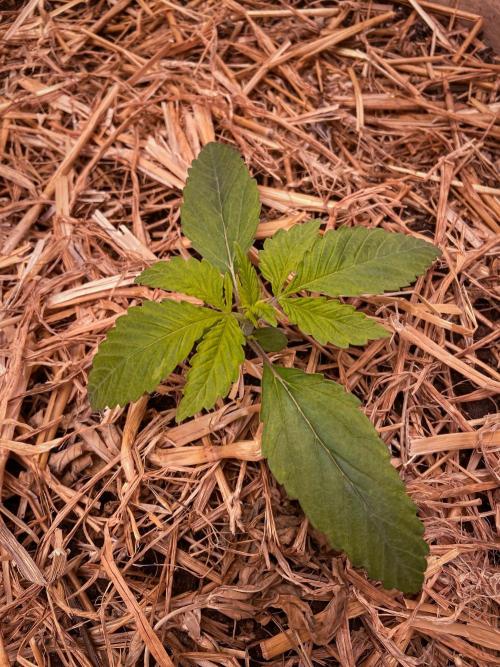 Fruity Durban | Living Soil Test. Week 2 - Day 13