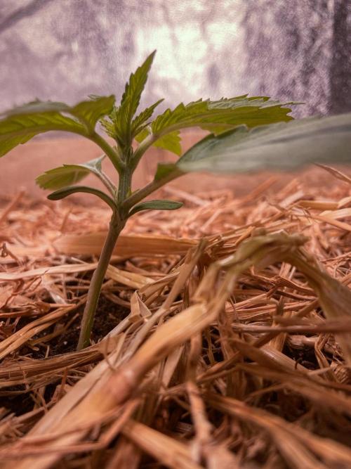 Fruity Durban | Living Soil Test. Week 2 - Day 13