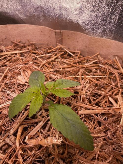 Fruity Durban | Living Soil Test. Week 2 - Day 13
