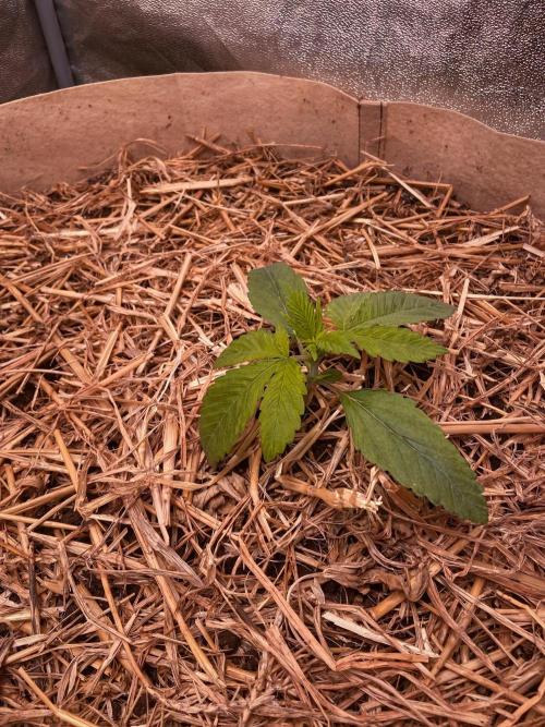 Fruity Durban | Living Soil Test. Week 2 - Day 14