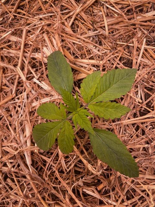 Fruity Durban | Living Soil Test. Week 2 - Day 14